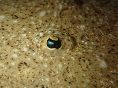 Scophthalmus rhombus