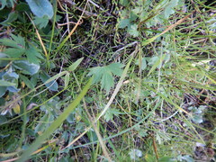 Ranunculus propinquus subborealis