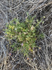 Brachyscome ciliaris