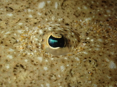 Scophthalmus rhombus