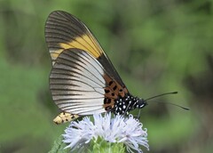 Acraea adrasta