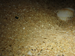 Scophthalmus rhombus