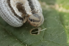 Tenthredopsis