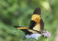 Acraea adrasta