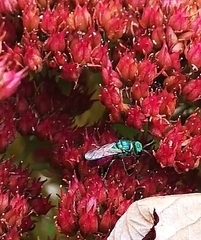 Chrysis ignita
