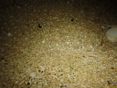 Scophthalmus rhombus