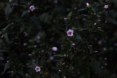 Malvaceae