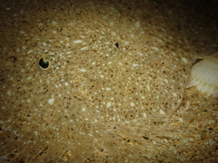 Scophthalmus rhombus