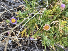 Brachyscome ciliaris