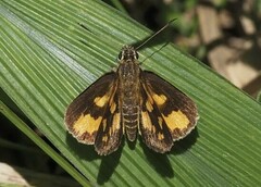 Pardaleodes incerta incerta