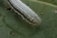 Tenthredopsis