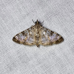 Dysallacta negatalis