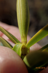 Veronica subfulvida