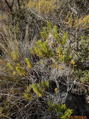 Veronica subfulvida