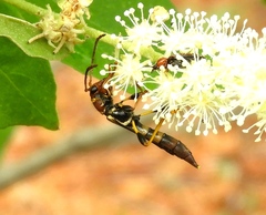 Odontocera aurocincta