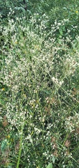 Pfaffia glomerata