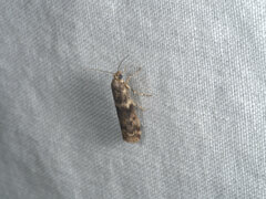 Ephestiopsis oenobarella