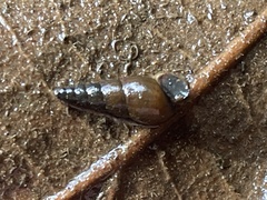 Melanoides tuberculata