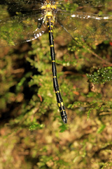Eusynthemis aurolineata