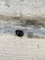 Harmonia axyridis
