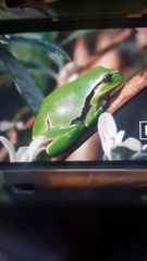 Hyla intermedia perrini