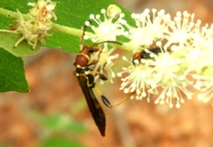 Odontocera aurocincta