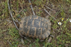 Testudo graeca