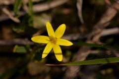 Pauridia occidentalis