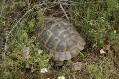 Testudo graeca