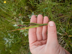 Carex aquatilis stans