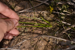 Pauridia occidentalis