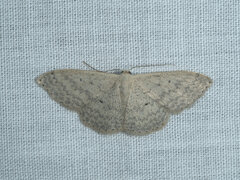 Scopula optivata