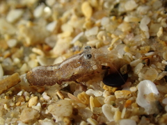 Philocheras sculptus