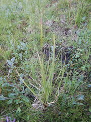 Carex aquatilis stans