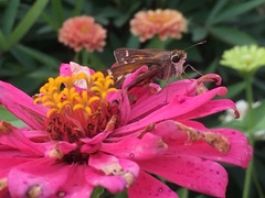 Atalopedes campestris huron