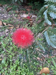 Calliandra