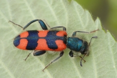 Trichodes