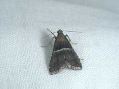 Endotricha melanchroa