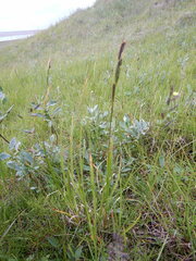Carex aquatilis stans