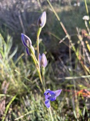 Thelymitra macrophylla