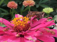 Atalopedes campestris huron