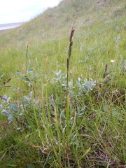 Carex aquatilis stans