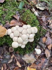 Apioperdon