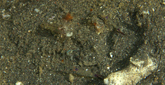 Cuapetes tenuipes
