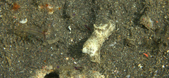 Cuapetes tenuipes