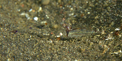 Cuapetes tenuipes
