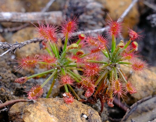 Drosera barbigera (Drosera barbigera)