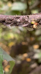 Tuberolachnus salignus