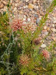 Leucospermum calligerum
