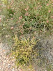 Leucospermum calligerum